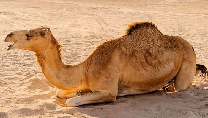 سکھر: بااثر وڈیرے کا جانور پر بدترین تشدد، مبینہ طور پر اونٹنی کی ٹانگ توڑ دی