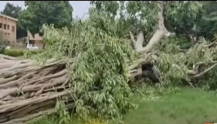 کراچی: محکمہ جنگلی حیات نے ڈیڑھ صدی پرانے برگد کے درخت کو ضائع ہونے سے بچالیا