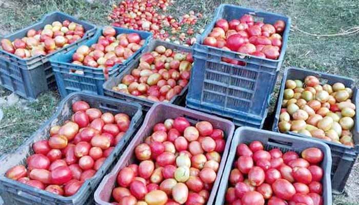 بدین میں بارشوں سے فصل تباہ ہونے پر ٹماٹر کی قیمتیں آسمان پر پہنچیں، نئی فصل کا انتظار