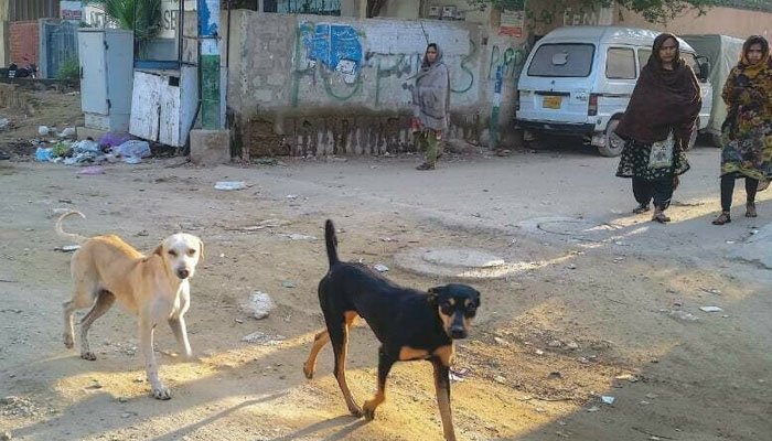 کراچی میں کتے کے کاٹے سے ریبیز کا شکار 6 افراد انتقال کرگئے