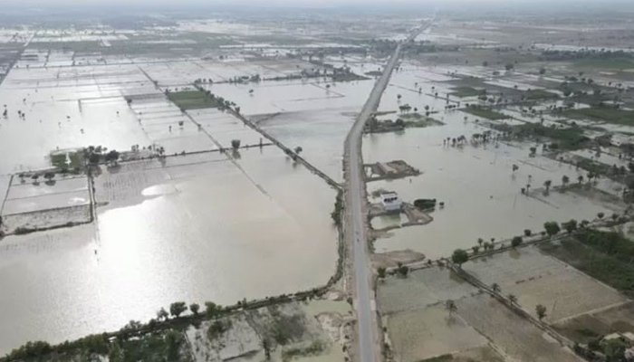 پاکستان میں بارشوں اور سیلاب سے چاول اور گنے کی فصل کو شدید نقصان